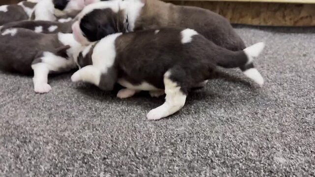 Playful Saint Bernard puppies tumbling together in lively motion inside warm wooden kennel environment capturing adorable animal video clip footage