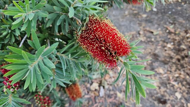 Red Bottlebrush Flower Blooming Among Green Silvery Leaves in Garden