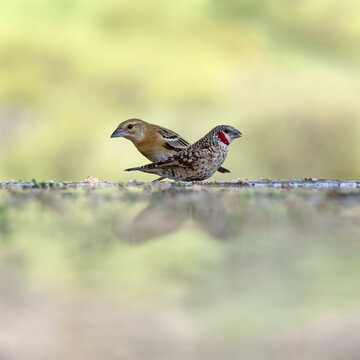 Female chestnut weaver bird, Ploceus rubiginosus, and male cut-throat finch, Amadina fasciata, so named for the blood red colouring across the throat. South Rift Valley, Kenya.