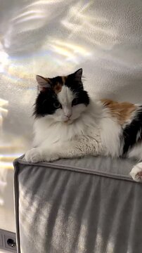 A Beautiful Calico Cat Relaxing Gracefully on a Plush Surface, Enveloped in Soft Light Reflections and Shimmering Patterns from its Surroundings