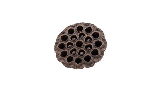 Dried lotus pod with seed holes, rustic botanical lotus seed head, natural organic lotus pod element for floral arrangement and craft projects isolated PNG with Transparent Background
