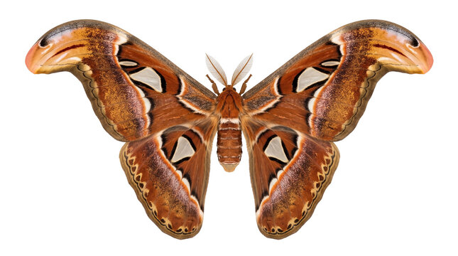 Giant atlas moth specimen with intricate brown wings, exotic tropical insect specimen, giant butterfly entomology display isolated PNG with Transparent Background