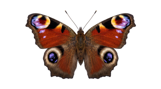 Vibrant European peacock butterfly specimen, colorful wings macro insect photo, Aglais io nature study isolated PNG with Transparent Background