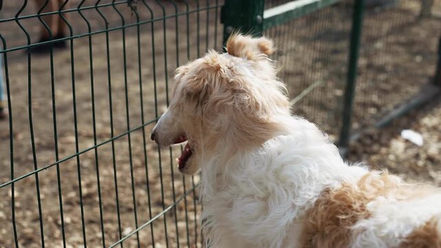 Fluffy white and brown dog stands behind green wire fence looking out into distance. background shows outdoor area with dirt ground and another person legs visible beyond enclosure. Soft
