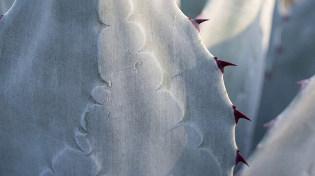 Ghostly Imprints of Neighboring Leaves Pressed Into Blue Agave Leaf