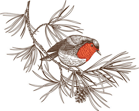Vintage engraving illustration of a robin perched on a pine branch with a cone. Detailed winter wildlife sketch for Christmas and holiday designs.