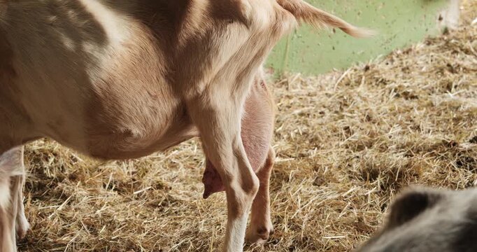Close-up of a goat udder and hind legs in a farm barn with straw bedding.