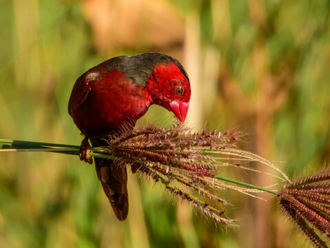 Crimson Finch (Neochmia phaeton) in Australia