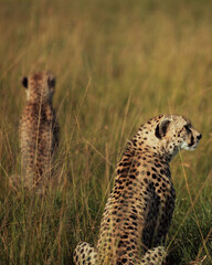 Two cheetahs sitting alert in golden grass field © mmirophotostock