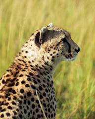 Cheetah head profile portrait sitting in green grass © mmirophotostock