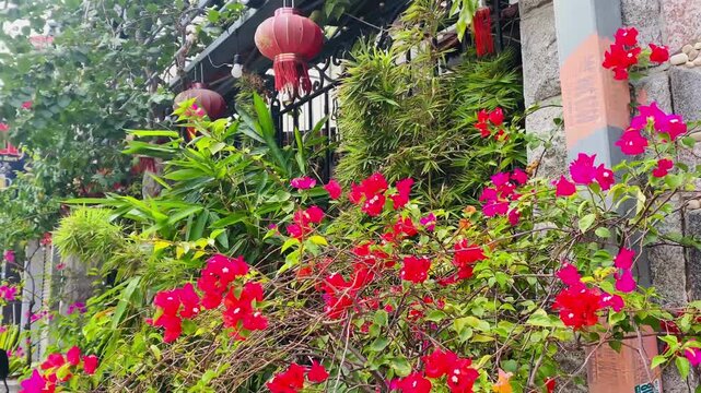 A vibrant garden wall filled with blooming pink and red bougainvillea flowers, lush green tropical plants, and traditional red lanterns hanging outdoors.