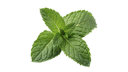 Bunch of fresh green mint leaves macro detail aromatic herb isolated on transparent background © RobynRees