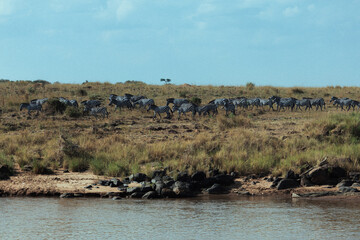Zebras standing on the riverbank during African safari © mmirophotostock