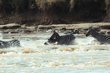 Zebra swimming across river during migration © mmirophotostock