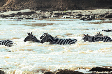 Zebras swimming in the river during Great Migration © mmirophotostock