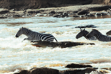 Crocodile lurking near zebras crossing river in Africa © mmirophotostock