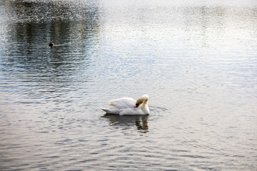 Fototapeta premium White mute swan preening feathers on a wide calm lake