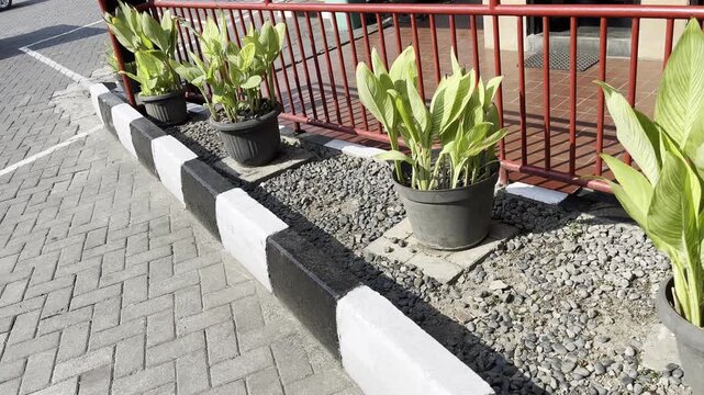 Potted Snake Plants in Outdoor Garden Landscape