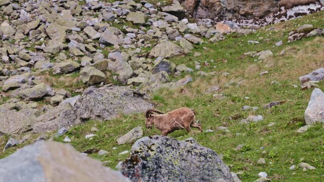 West Caucasian tur Capra caucasica walking across steep rocky terrain in the Caucasus Mountains. The species is endangered in the wild. Adult male with large curved horns in slow motion 120fps..