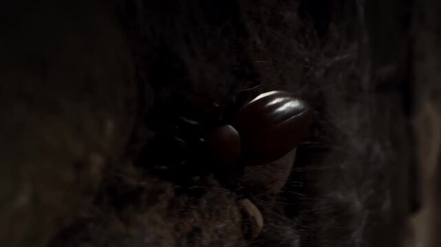 American Cockroach Crawling on a Dirty Stone Wall in a Dark Abandoned Basement with Cobwebs and Light Rays, Concept of Pest Infestation, Unsanitary Conditions, and Horror Atmosphere