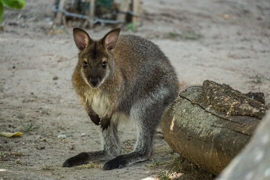 A wallaby stands alert beside a fallen log on sandy ground, showing its distinctive fur, large ears, powerful hind legs, and natural outdoor habitat.