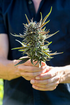 A man holds a harvested cannabis bud outdoors in W�rzburg
