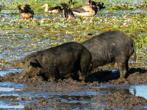 Wild feral pigs in Outback Australia.