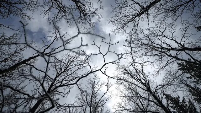 Bare winter branches against a cloudy gray sky