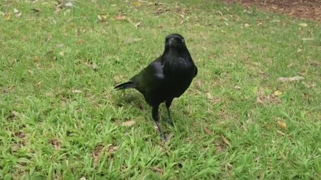 crow on the grass