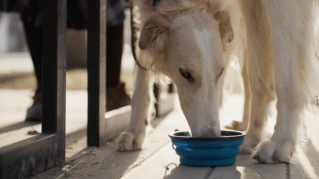 White dog drinks from blue collapsible bowl on wooden decking with sunlight casting shadows. scene shows details of fur texture and leash attachment in outdoor setting near people feet