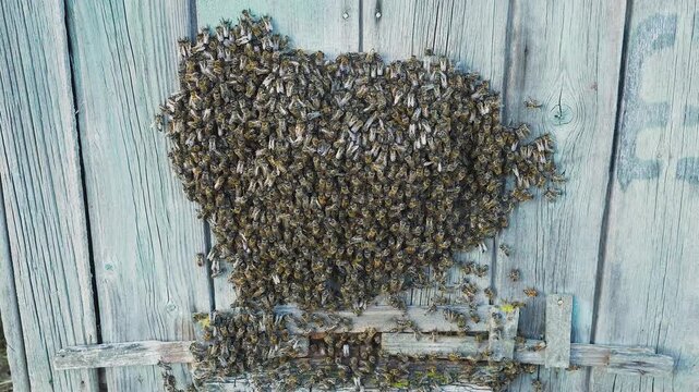 Swarm of bees hangs on wall of hive. Reproductive instinct of honeybees. Natural insect reproduction through colony division. Bee colony with queen inside is preparing to swarm. Natural beekeeping.