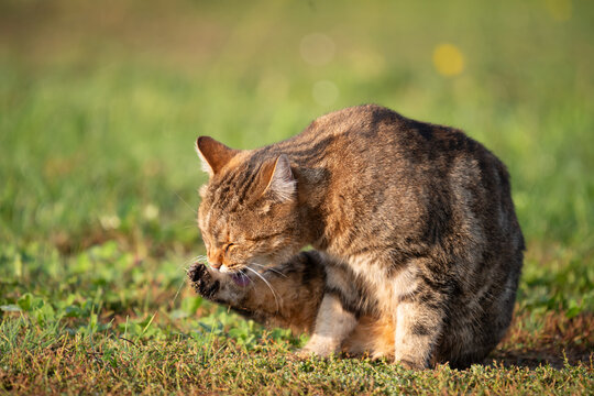 Katze getigert auf Wiese sitzend , sich putzend