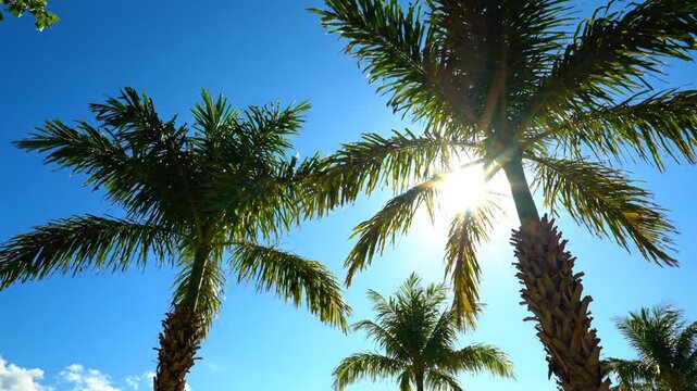Palm trees under bright sun in clear blue sky