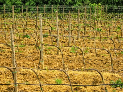 Vineyard in spring