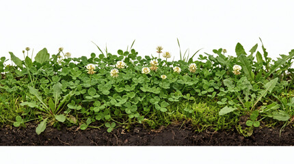 Naklejka premium Border of fresh green clover plants with flowers isolated on white background. Trifolium shamrock groundcover with white blooms. Lucky Saint Patrick day foliage creates lawn grass decor.