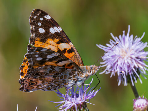 Painted lady butterfly (Vanessa cardui) perched on a purple thistle flower in close-up macro, detailed colorful underwing pattern, migratory insect pollinator, wild nature.