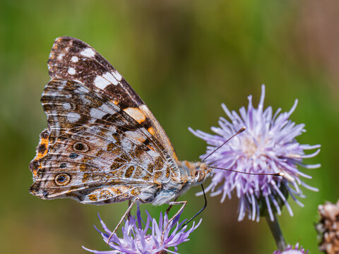Painted lady butterfly (Vanessa cardui) perched on a purple thistle flower in close-up macro, detailed colorful underwing pattern, migratory insect pollinator, wild nature.