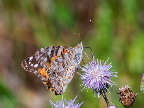 Painted lady butterfly (Vanessa cardui) perched on a purple thistle flower in close-up macro, detailed colorful underwing pattern, migratory insect pollinator, wild nature.