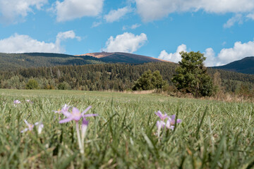 Autumn crocus flowers blooming in a green mountain meadow with the Kráľova hoľa summit and transmitter in the background, Low Tatras, Slovakia © hopsalka
