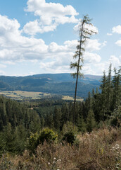 Lone tall larch tree standing out above forested valley with blue sky, symbol of resilience, near Kráľova hoľa, Low Tatras National Park, Slovakia © hopsalka