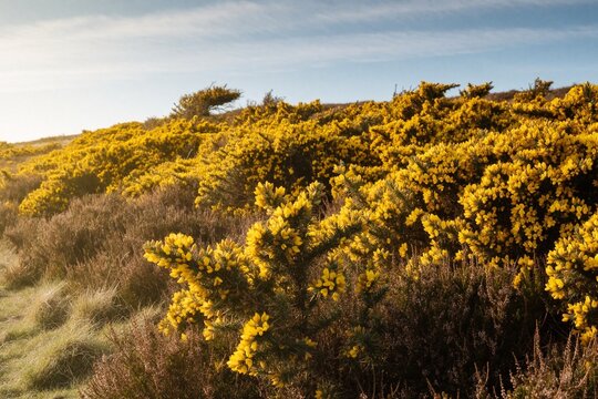 Yellow gorse bushes blooming on sunny moorland hillside