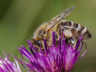 Honey bee (Apis mellifera) foraging on a purple thistle flower in close-up macro, insect pollinator working in nature, collecting nectar and pollen, biodiversity conservation.  © Villages de France