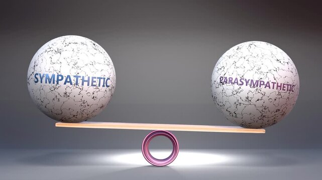 Sympathetic and parasympathetic in balance - balancing stones on a scale symbolizing harmony, equity and equilibrium between sympathetic and parasympathetic. Harmonious and beneficial situation.