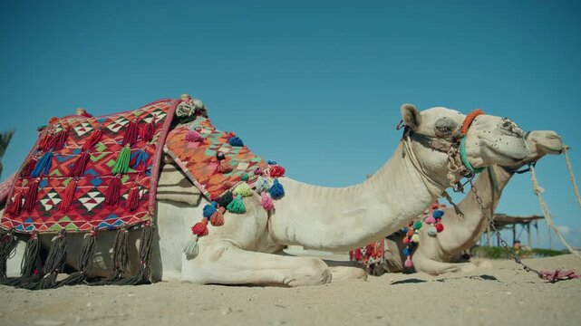 Two Decorated Camels Resting in the Egyptian Desert