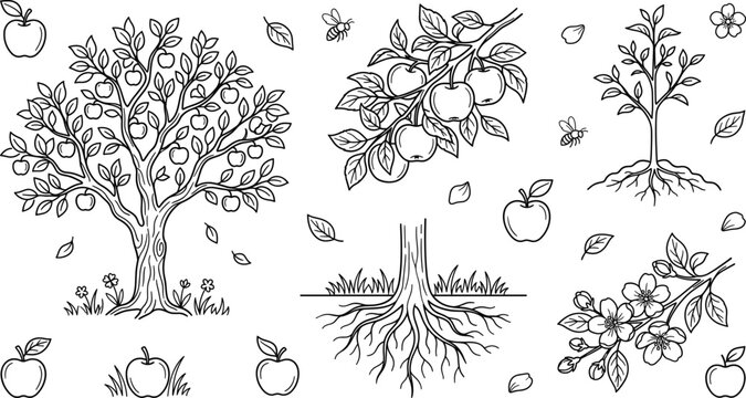 Apple tree growth cycle and orchard harvesting outline vector icon set