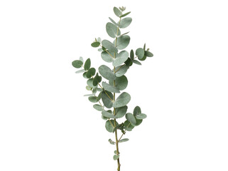 Naklejka premium Silver dollar eucalyptus branch with round sage green leaves capturing minimalist botanical elegance for wedding stationery design, spa branding, and floral arrangement mockup.