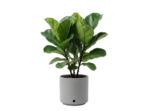 Fiddle Leaf Fig plant in minimalist gray ceramic pot isolated on black, featuring lush green foliage for modern home decor aesthetic and professional interior design digital staging.