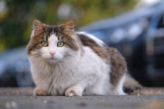 Cute longhair cat sitting in the backyard and looks curious to the camera. Horizontal image with selective focus.