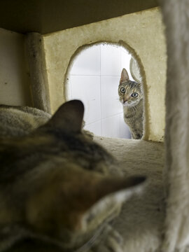 Cats in a feline colony