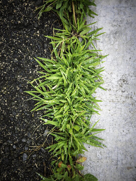 Grass on the asphalt